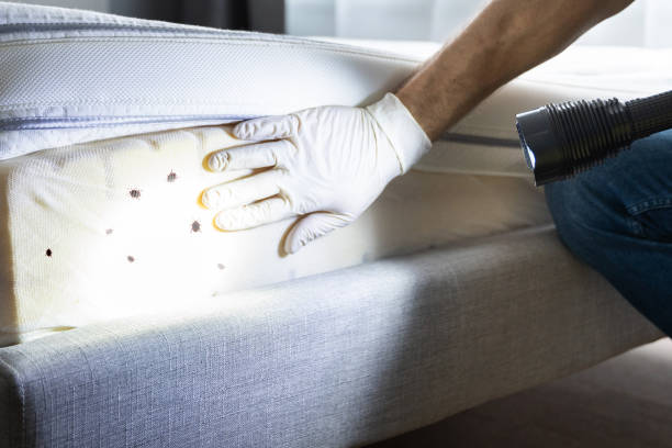 Best Affordable Pest Control Services  in Guyton, GA