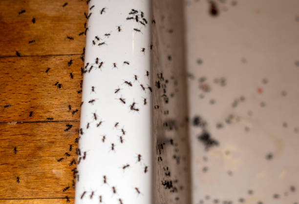 Best Wasp Removal Services  in Guyton, GA