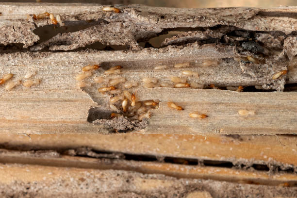 Best Local Pest Control Services  in Guyton, GA